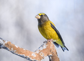 Evening grosbeak (Male) / Вечерний американский дубонос (самец)

Ареал гнездования вечернего американского дубоноса — это хвойные и смешанные леса всей Канады и западных горных районах Соединенных Штатов и Мексики.
Миграция этой птицы является переменной и не постоянной.
Вечерний американский дубонос назван в честь ошибочного убеждения, что он поет только вечером)