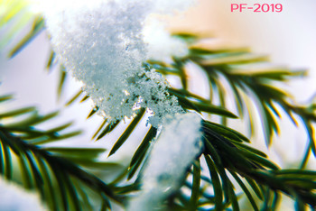PF-2019 / Последние недельки декабря
Неслышно, незаметно убегают.
И Новый Год к нам мчится на санях.
И мы его, конечно, ожидаем.
Пусть новогодний праздник, что идет,
Вам принесет любовь и понимание,
Успех с собою, радость приведет,
Исполнит все заветные желания.
Пусть ангел с неба спустится и вас
Хранит, и бережет, и защищает.
И все мечты, что есть у вас сейчас,
Грядущий новый год пусть оправдает.