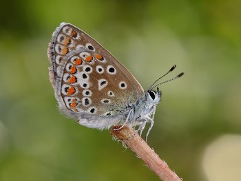 Голубянка Эвмедон /Polyommatus eumedon / / Голубянка Эвмедон /Polyommatus eumedon /