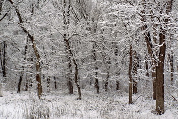 Зима... / Деревья в снегу...