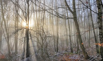 Остатки тумана в перелеске / С утра был &quot;страшный&quot; туман