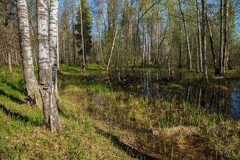 Весенний лес / Татарстан