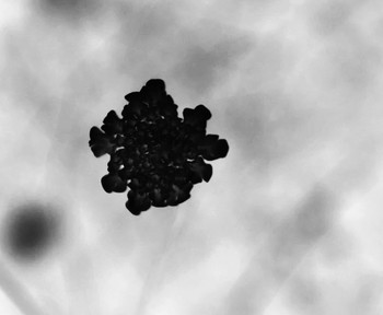 floral / Фото цветка,пережившего постеризацию