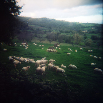Овцы пасутся у Montefolonico осенью 2013 / Овцы пасутся у Montefolonico осенью 2013