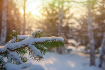 С Новым Годом! / С Новым Годом!