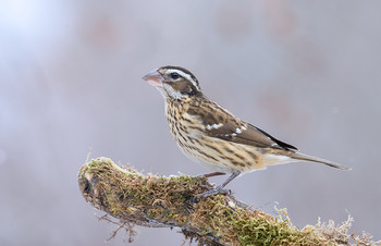 Rose-breasted Grosbeak (female) / Красногрудый дубоносовый кардинал (самка)

Оперение самок коричневатое. Красная окраска отсутствует.
Область распространения простирается широким поясом с северо-запада Канады через центральные и восточные Соединенные Штаты Америки вплоть до восточного побережья Северной Америки.На зимовку птицы мигрируют на юг до Мексики, Колумбии и Венесуэлы, редко до Перу и Гайаны.
Тем самым крайне удивительно встретить эту птицу в Декабре ,перед Новым Годом -это редкое исключительное явление (!!!)