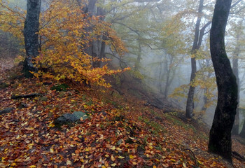 Кавказская осень.......... / КМВ. Железноводск. Октябрь