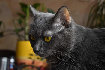 Урчула / Кошка с желтыми глазами