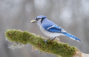 Toothed jay / Пару лет назад я опубликовал фото &quot;КлЫкастЫй Кардинал&quot; 
Ну вот , что-то подобное удалось снять с сойкой)