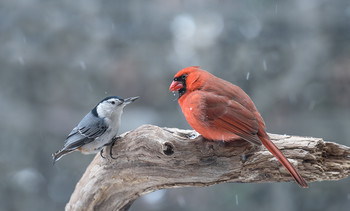 ~= Rivals =~ / ~ = Соперники = ~
В мире животных постоянное соперничество, особенно между видами, однако птицам также присуще терпимость.
На снимке Белогрудый поползень и Северный кардинал.