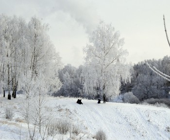 Белая береза / По деревьям серебристая
Перекинулась фата —
Белоснежная, пушистая,
Кружевная красота!

И себя березка грустная
Не могла узнать сама —
Так украсила искусная
Ветки деревца зима...