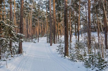 &nbsp; / лесопарк Лебяжье,Татарстан