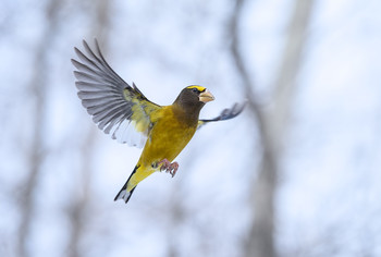 In flight ~ Evening grosbeak (Male) / В полете ~ Вечерний американский дубонос (самец)