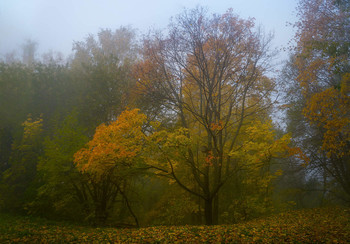 Скворечник. / Осень. Парк.