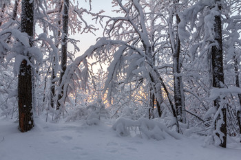 Зимний лес / 30 декабря 2018. Самара.