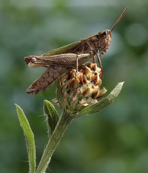 Конёк короткокрылый (Chorthippus parallelus) / Конёк короткокрылый (Chorthippus parallelus)