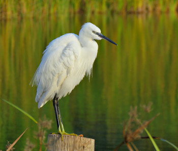 Малая белая цапля цапля - Little Egret / Белая цапля
