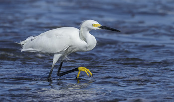 Snowy Egret / Белая американская цапля