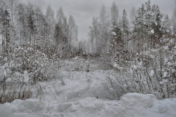 Хмурый день / Подмосковный лес