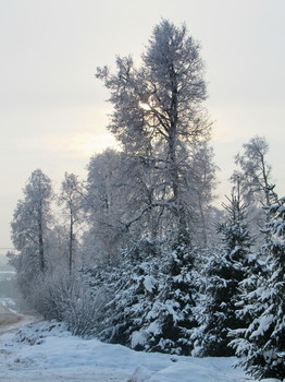 Солнечный проблеск / Проблеск январского солнца