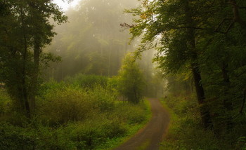 Дорогами Красной Шапочки .. / Лесной утренний пейзаж . Этюд.