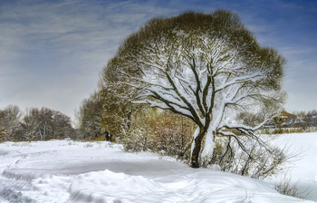 дерево зимой / ***