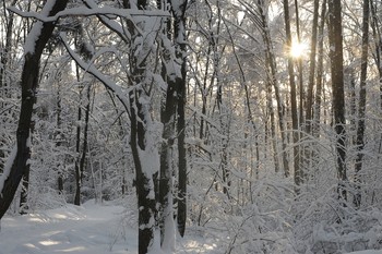 Солнечный проблеск / Парк...Зима