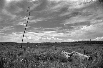 Пожарище. Три года спустя / Июль 2013 года, Nikkor AF 20/2.8 D, Rollei RPX 100, красный фильтр