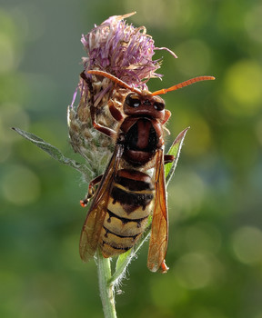 Шершень обыкновенный (лат. Vespa crabro, букв. «оса шершень») / Шершень обыкновенный (лат. Vespa crabro, букв. «оса шершень»)