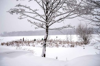 Белобережкая снежность / замёрзшее озеро . рыбаки. дерево