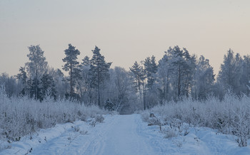 Зимнее утро / зима, утро, иней, лес