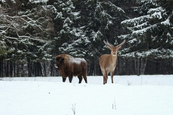 Pashkevich68 / Pashkevich68