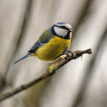 Лазоревка (Parus coeruleus L.) / Лазоревка (Parus coeruleus L.)