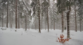Январские туманы / После снегопада
