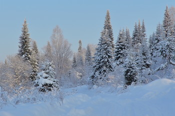 Зимний лес / https://imgur.com/a/Tq2cqIK