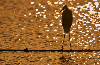 Вечерний Птиц / Вечерний Птиц