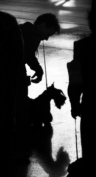 Черным по белому / Снимок из серии &quot;Люди и собаки&quot;.