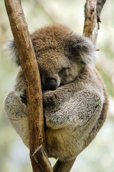 Плюшевый сон / Парк живой природы, Южная Австралия.