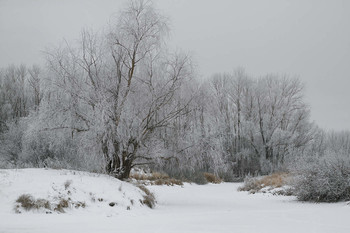Зимний день / зима,иний,деревья,снег