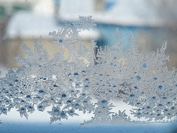 Райский сад зимой / Морозные узоры на окне