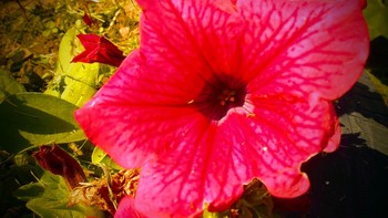 клематисы в саду / *клематисы в саду