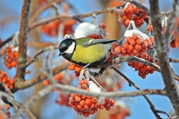 Синица и замерзшие рябины / ***