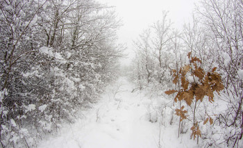 Кубанская зима / Зимний Анапский лес
