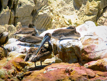 Пеликанская семейка / Колония пеликанов на скалах моря Кортеса. Лос Кабос, Мексика