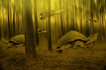 Черепахи в лесу / Черепахи в лесу