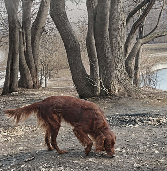 Про собаку... / Осенние прогулки в московских парках...
