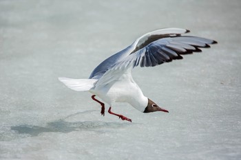 Вприпрыжку / озерная чайка