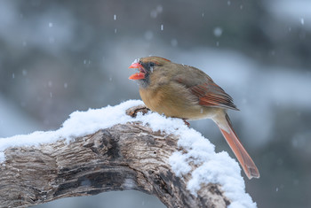 Northern Cardinal (F) / Красный кардинал (хотя прямой перевод Северный ?) самка