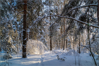 Утро в зимнем лесу 2 / Утро в зимнем лесу