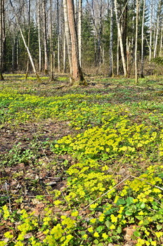 Близкое далёко / Весна часто, как и осень, брызжет своим многоцветьем.